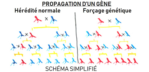 News 20181015 gene drive