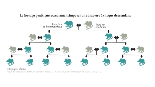 infogm schema1 gene drive small