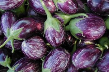 aubergine